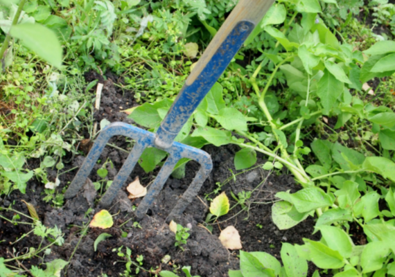 A pitchfork in soil, surrounded by low lying plants.